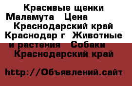 Красивые щенки Маламута › Цена ­ 30 000 - Краснодарский край, Краснодар г. Животные и растения » Собаки   . Краснодарский край